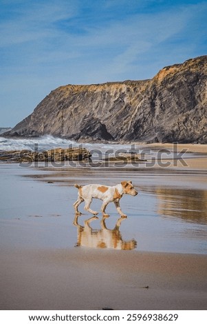 Dod walking on the beach