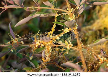 Dodder weed grows without leaves and roots