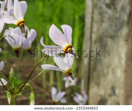 Dodecatheon meadia (Prairie Shooting Star) Native North American Prairie Wildflower