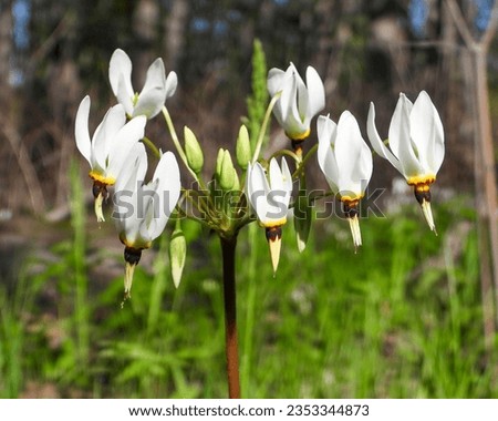 Dodecatheon meadia (Prairie Shooting Star) Native North American Prairie Wildflower