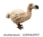Dodo isolated on white. Stuffed dodo bird, an extinct flightless bird from Mauritius, east of Madagascar in the Indian Ocean.