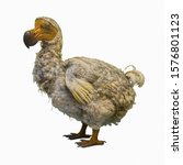 Dodo o dronte ,Raphus cucullatus, una especie extinta de ave columbiforme