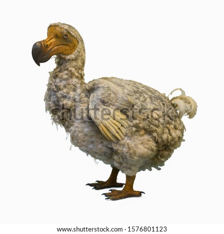 Dodo o dronte ,Raphus cucullatus, una especie extinta de ave columbiforme
