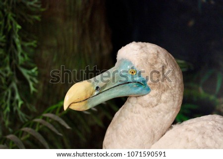 The dodo (Raphus cucullatus) is an extinct flightless bird that was endemic to the island of Mauritius.