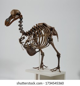 Dodo skeleton, Raphus cucullatus bones skeleton with white background