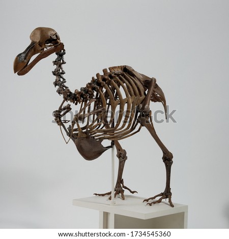 Dodo skeleton, Raphus cucullatus bones skeleton with white background