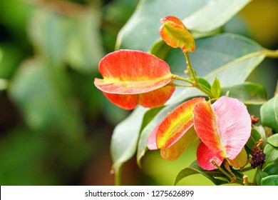 Dodonaea Viscosa High Res Stock Images Shutterstock