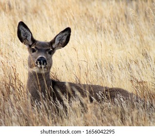 A Doe In Central Washington State