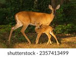 A doe with a fawn in the forest. Doe with fawn. Beautiful doe with fawn. Cute fawn with doe in forest