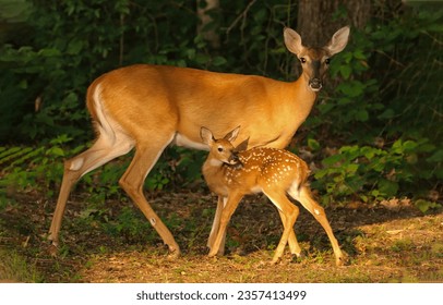 A doe with a fawn in the forest. Doe with fawn. Beautiful doe with fawn. Cute fawn with doe in forest