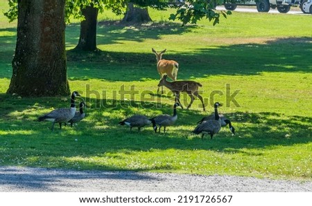 A doe and fawn walk at Point Defiance Park in Tacoma, Washington.