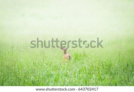 Similar – Image, Stock Photo Roe deer standing in the grass in a meadow