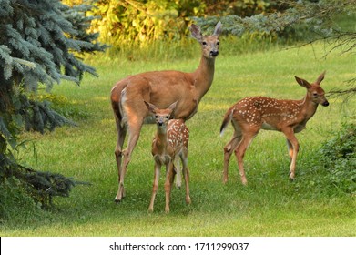 Doe and two fawns in a yard