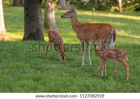 A doe and its two white-tailed deer fawns in an open meadow in summer