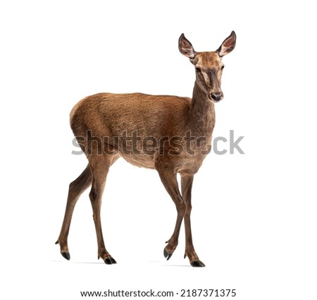 Doe walking, Female red deer isolated on white