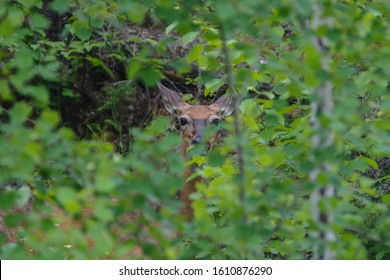 Doe Watching Me On Birch Lake In The Boundary Waters Canoe Area, Minnesota