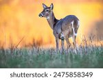 Doe White-tailed Deer grazing at sunset
