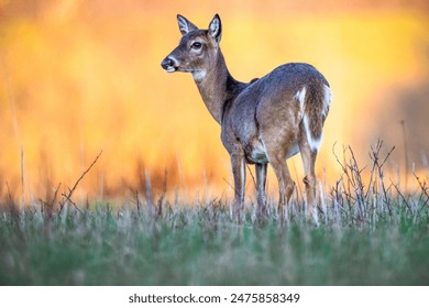 Doe White-tailed Deer grazing at sunset - Powered by Shutterstock