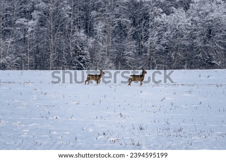 Doe in winter on a snowy field. Roe deer. 
