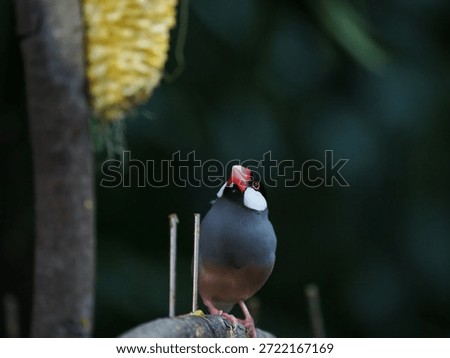 Does it taste right? - java sparrow suspecting its food
