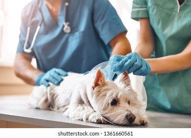 It doesn't hurt at all. Hands of two veterinarians in protective gloves putting on a protective plastic collar on a small dog lying on the table in veterinary clinic - Powered by Shutterstock