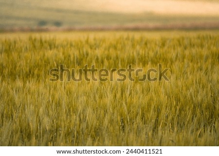 DOF, CLOSE UP: Golden colored ears of wheat in an English agricultural field in warm soft light. Expansive cultivated areas for food production in the beautiful coastal countryside of Northumberland.