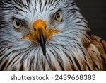 DOF, PORTRAIT, CLOSE UP: Stunning yellow eyes and a staring gaze of a red kite. Remarkably detailed headshot of a beautiful bird of prey. Amazing wild life experience in a Scottish falconry center.