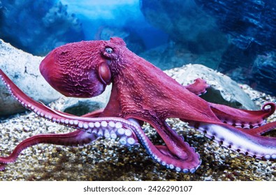 Doflane's octopus is a bright lilac color with tentacles and suckers on the background of the seabed. Marine life, exotic fish, subtropics.