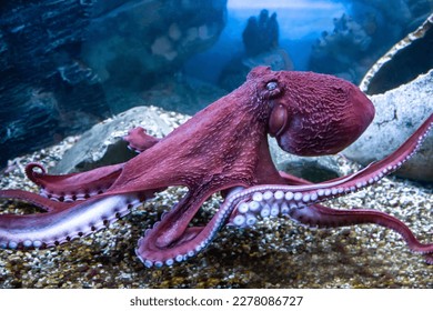 Doflein's octopus (Latin Enteroctopus dofleini) with tentacles and suckers on the background of the seabed. Marine life, exotic fish, subtropics.