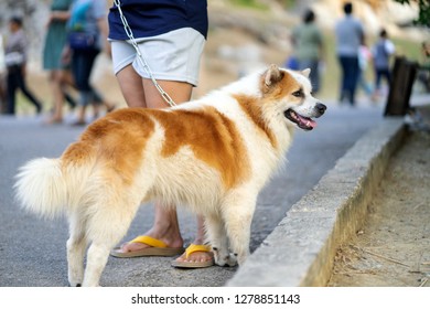 a dog