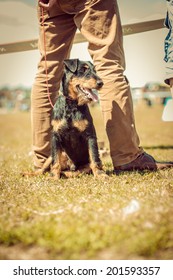 dog