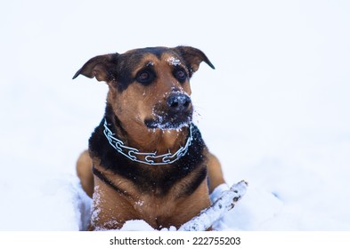 dog