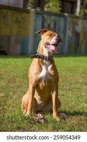 Dog