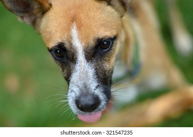 dog