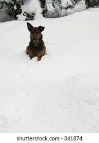 dog