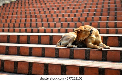 THE DOG