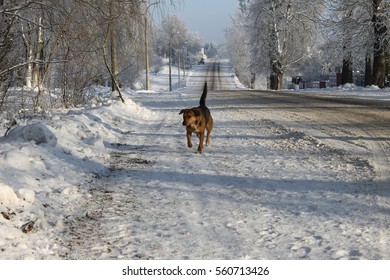 Dog