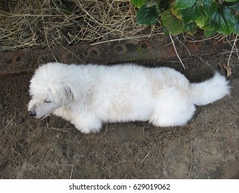 The dog.