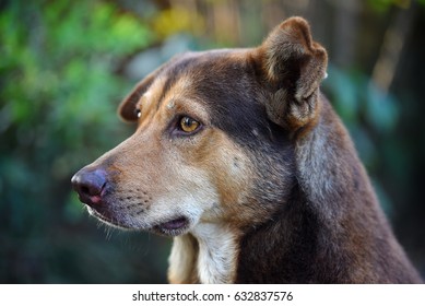 dog