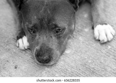 dog                