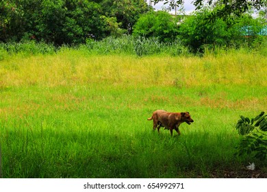 dog