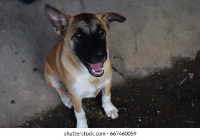 dog