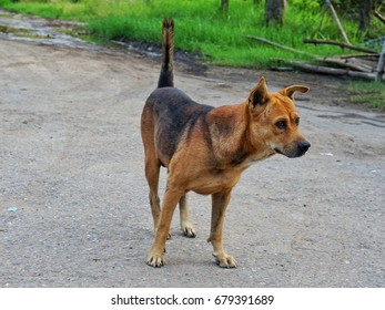 The dog