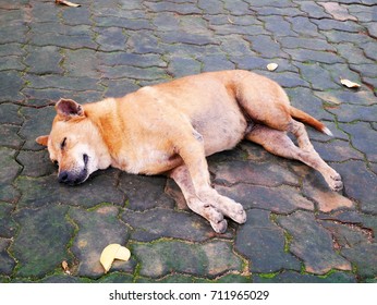 dog