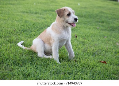 Dog  - Shutterstock ID 714943789