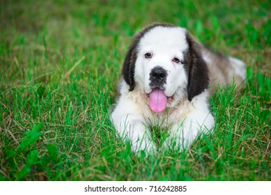 dog - Shutterstock ID 716242885
