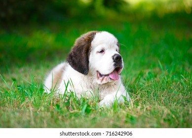 dog - Shutterstock ID 716242906