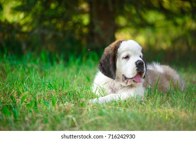 dog - Shutterstock ID 716242930