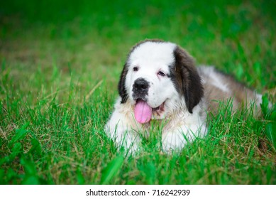 dog - Shutterstock ID 716242939