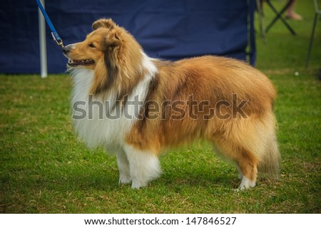 Dog
